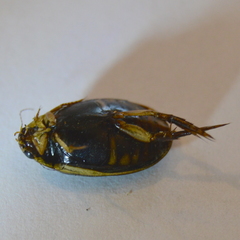 Acilius abbreviatus
