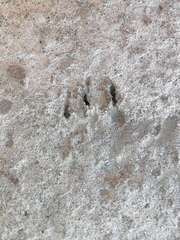 Ammospermophilus leucurus