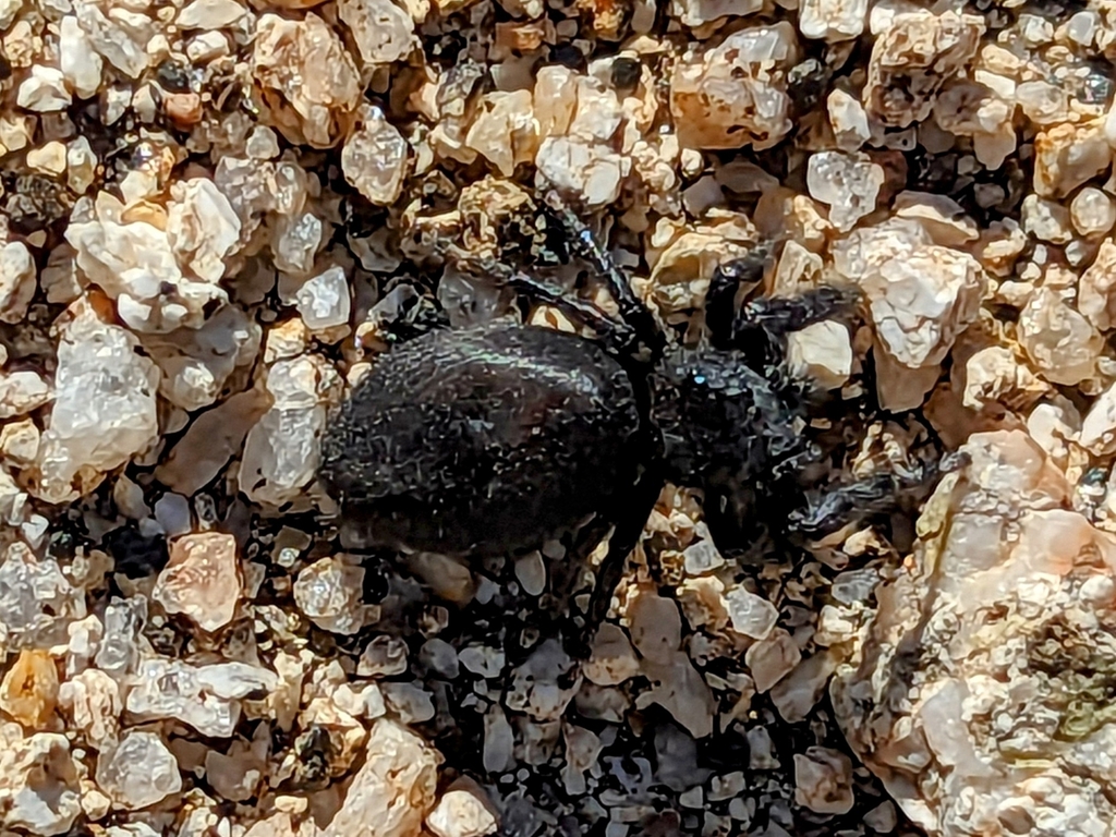 Phidippus boei