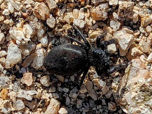 Phidippus boei