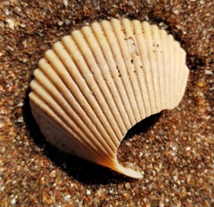 Dallocardia delicatula