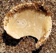 Dallocardia delicatula