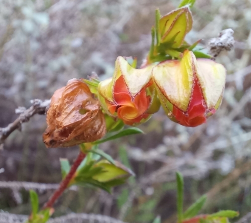 Image of Hermannia angularis by (c) Liezl van der Merwe, some rights reserved (CC BY)