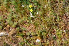 Centaurium maritimum