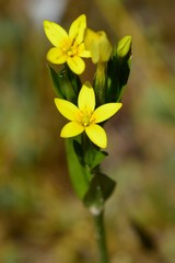 Centaurium maritimum