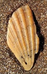 Aequipecten tehuelchus