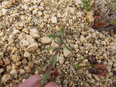 Layia glandulosa