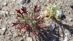 Langloisia setosissima setosissima