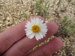Layia glandulosa