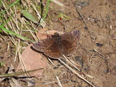Erynnis juvenalis