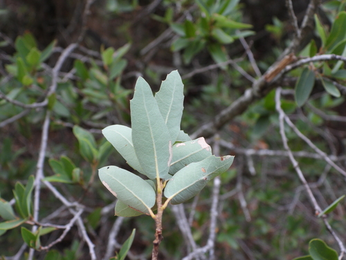 Quercus pringlei