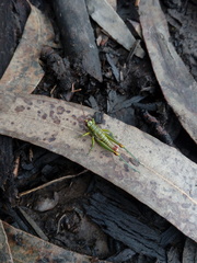 Agesander ruficornis