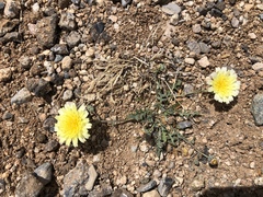 Malacothrix fendleri