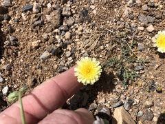 Malacothrix fendleri