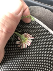 Malacothrix fendleri