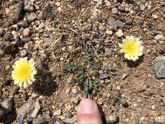 Malacothrix fendleri