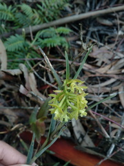 Epidendrum tenuicaule