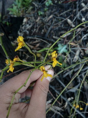 Cyrtochilum densiflorum