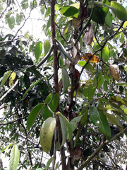 Vanilla planifolia