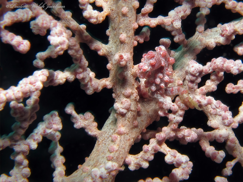 Muricella plectana Grasshoff, 1999