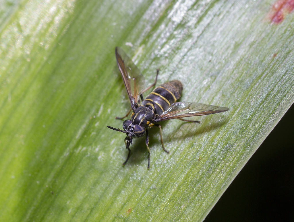 Acanthocera exstincta