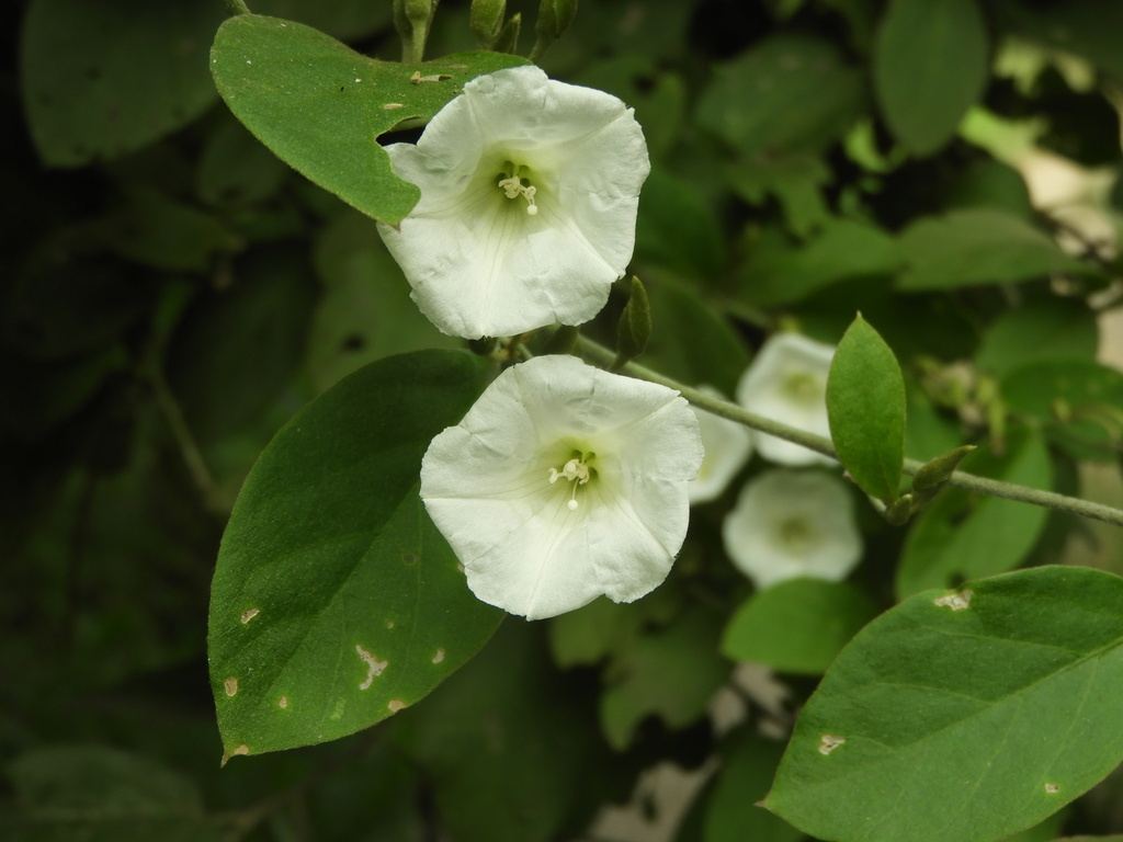 Bonamia sulphurea