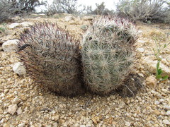 Escobaria alversonii