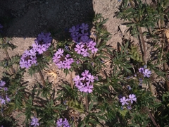Glandularia bipinnatifida