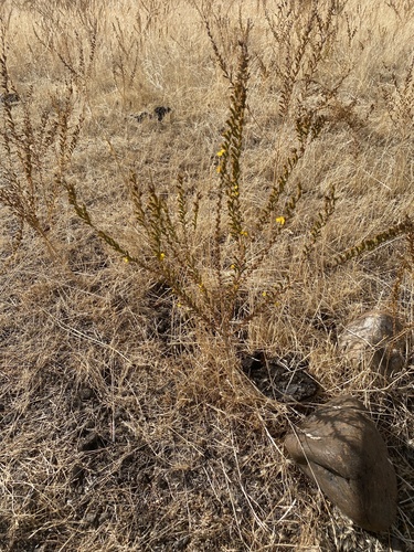 iNaturalist observation photo of Pit-gland Tarweed