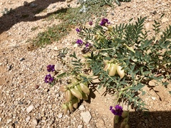 Astragalus allochrous