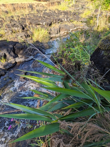 Thysanolaena latifolia, 2023-11-04