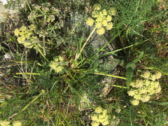 Lomatium dasycarpum dasycarpum