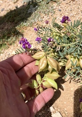 Astragalus allochrous