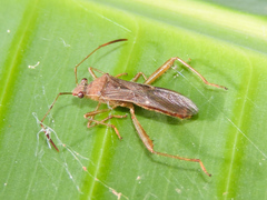 Burtinus notatipennis