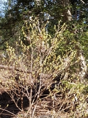 Dirca palustris