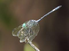 Micrathyria ocellata