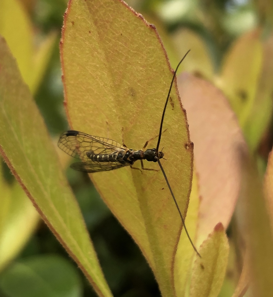 Negha meridionalis