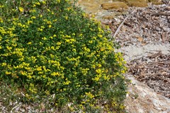 Lotus cytisoides