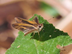 Synapte pecta