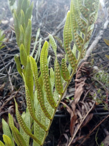 Serpocaulon sessilifolium, photograph 5