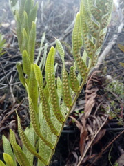 Serpocaulon sessilifolium
