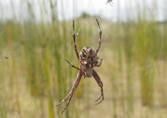 Backobourkia brouni