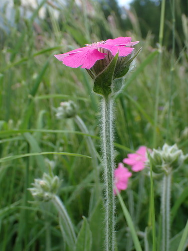 Image of Silene flos by (c) Milan Chytrý, some rights reserved (CC BY)