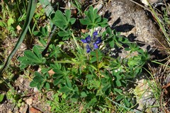 Lupinus micranthus