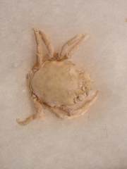 Acanthonyx lunulatus