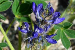 Lupinus micranthus