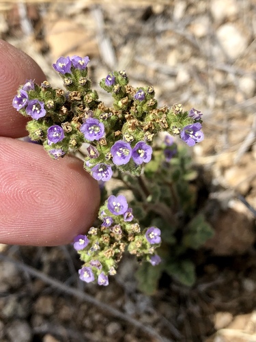 Skyblue phacelia (Phacelia coerulea)