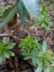 Echeveria bicolor