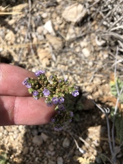Phacelia coerulea