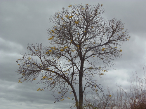 Yellow Trumpet-tree